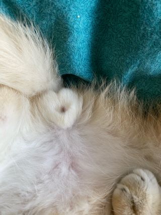 我是个变态居然偷拍橘猫的蛋蛋