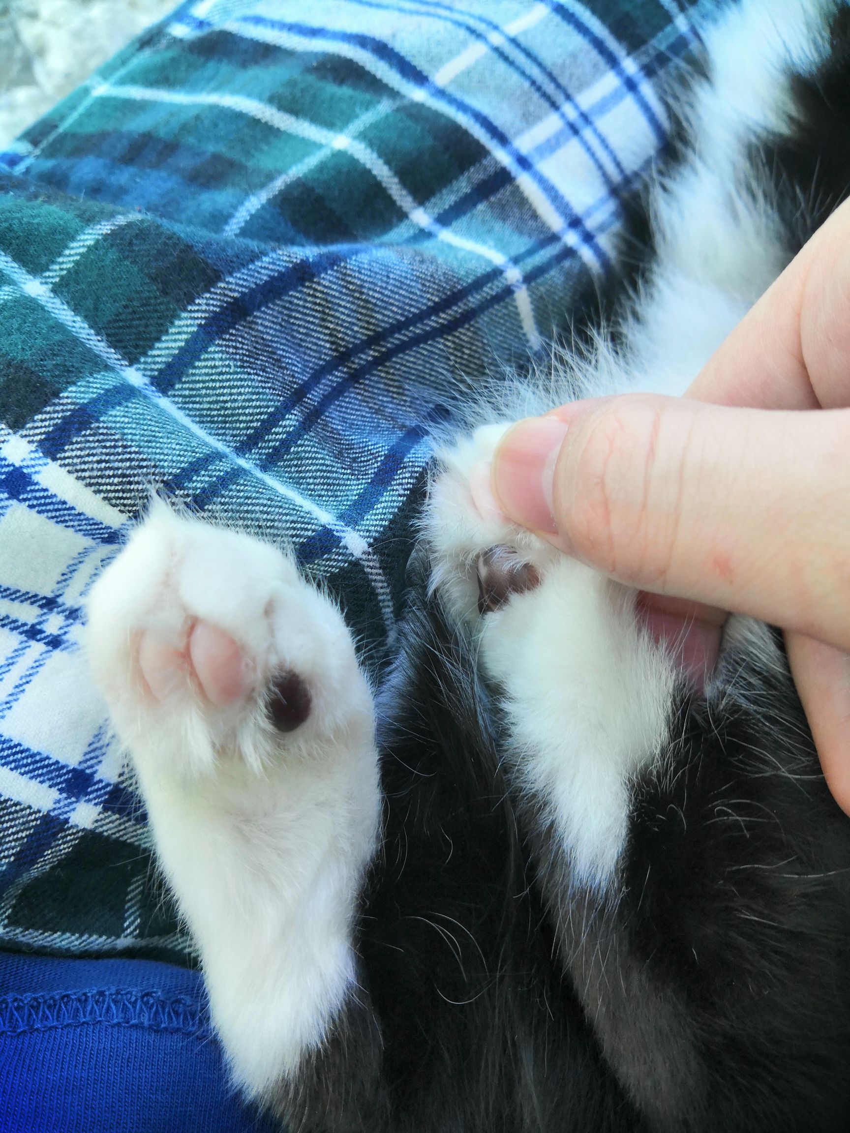 猫咪脚垫上的猫藓怎么治有图百度治病不可取没病就放心了