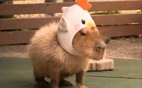 自设干员充电宝承载高台的厚德载物君