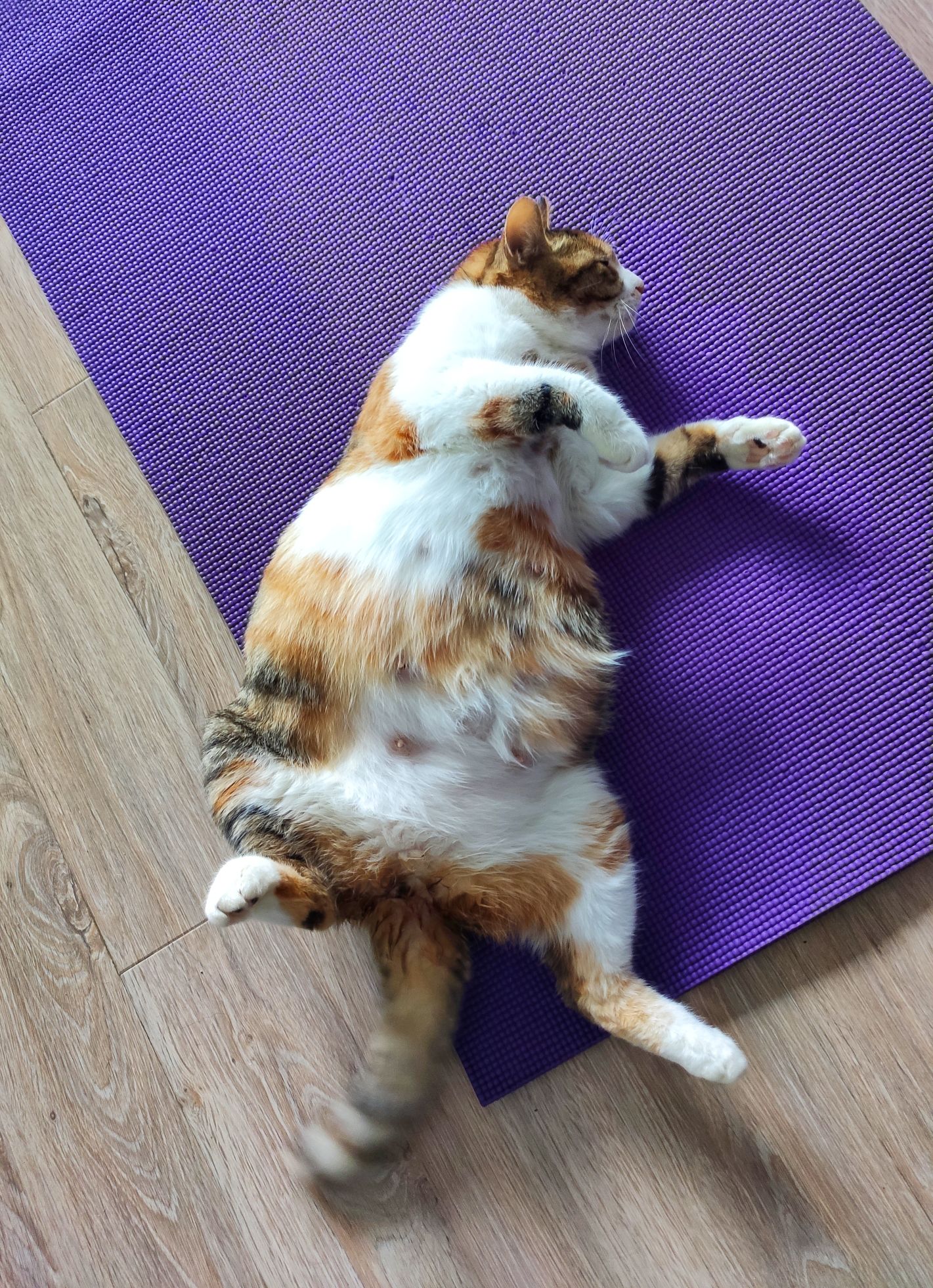 珠圆玉润开个帖子记录一下大肚子母猫