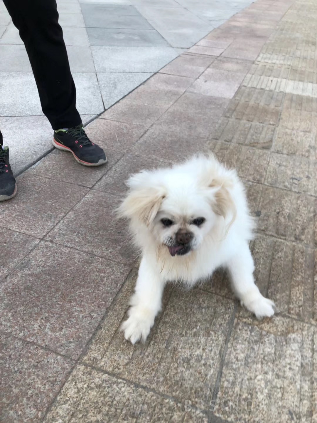 我家的狗狗18岁了,已经经历过两次疫情了