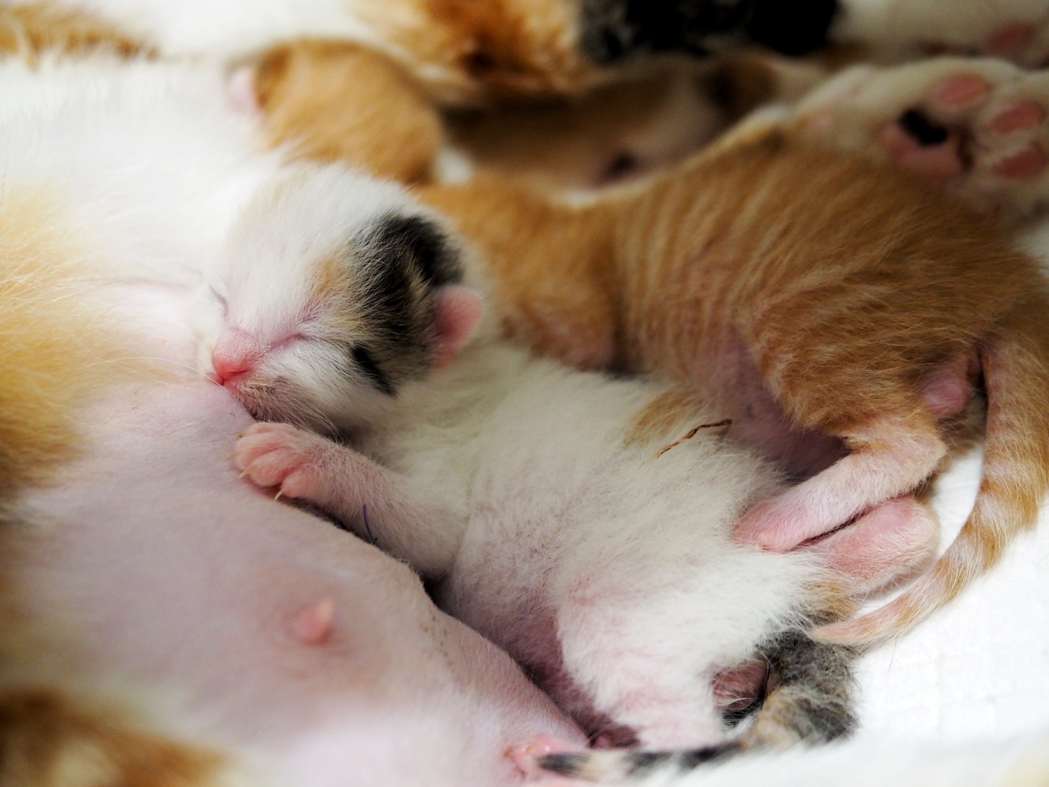 珠圆玉润开个帖子记录一下大肚子母猫