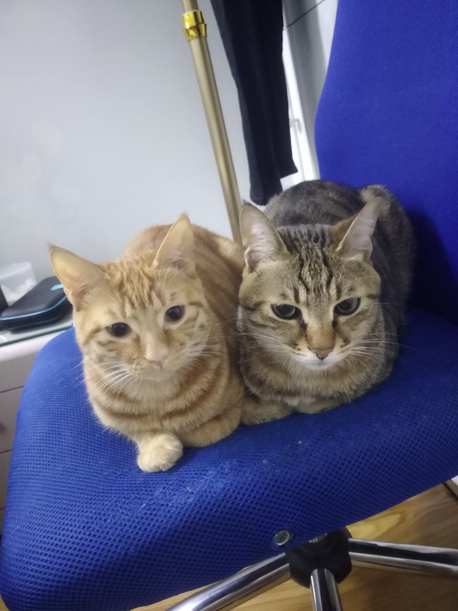 二猫家庭要注意些啥?准备接第二只回家了