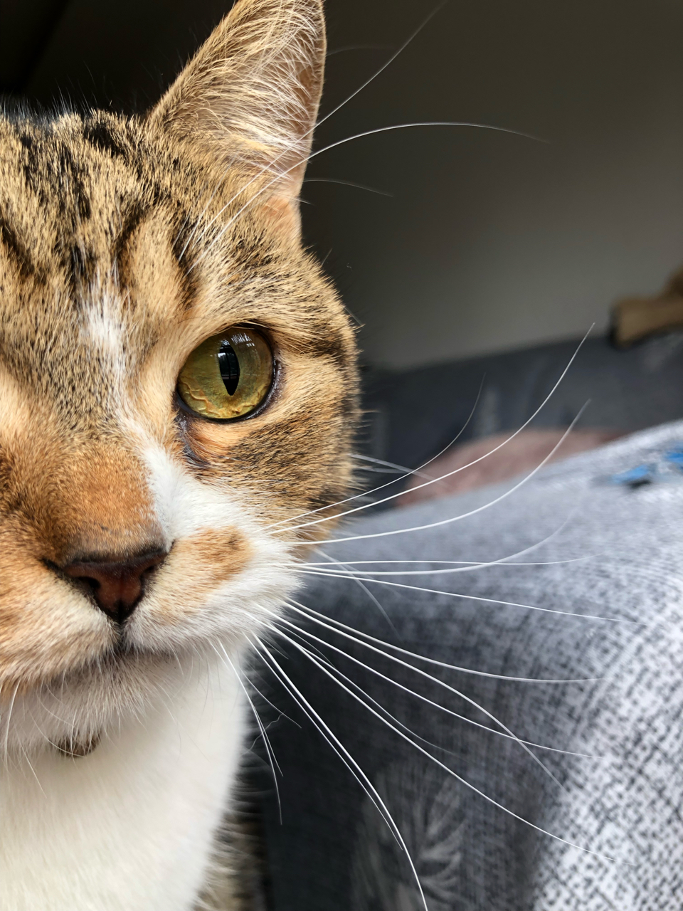 请问下猫咪单眼经常润润的怎么办