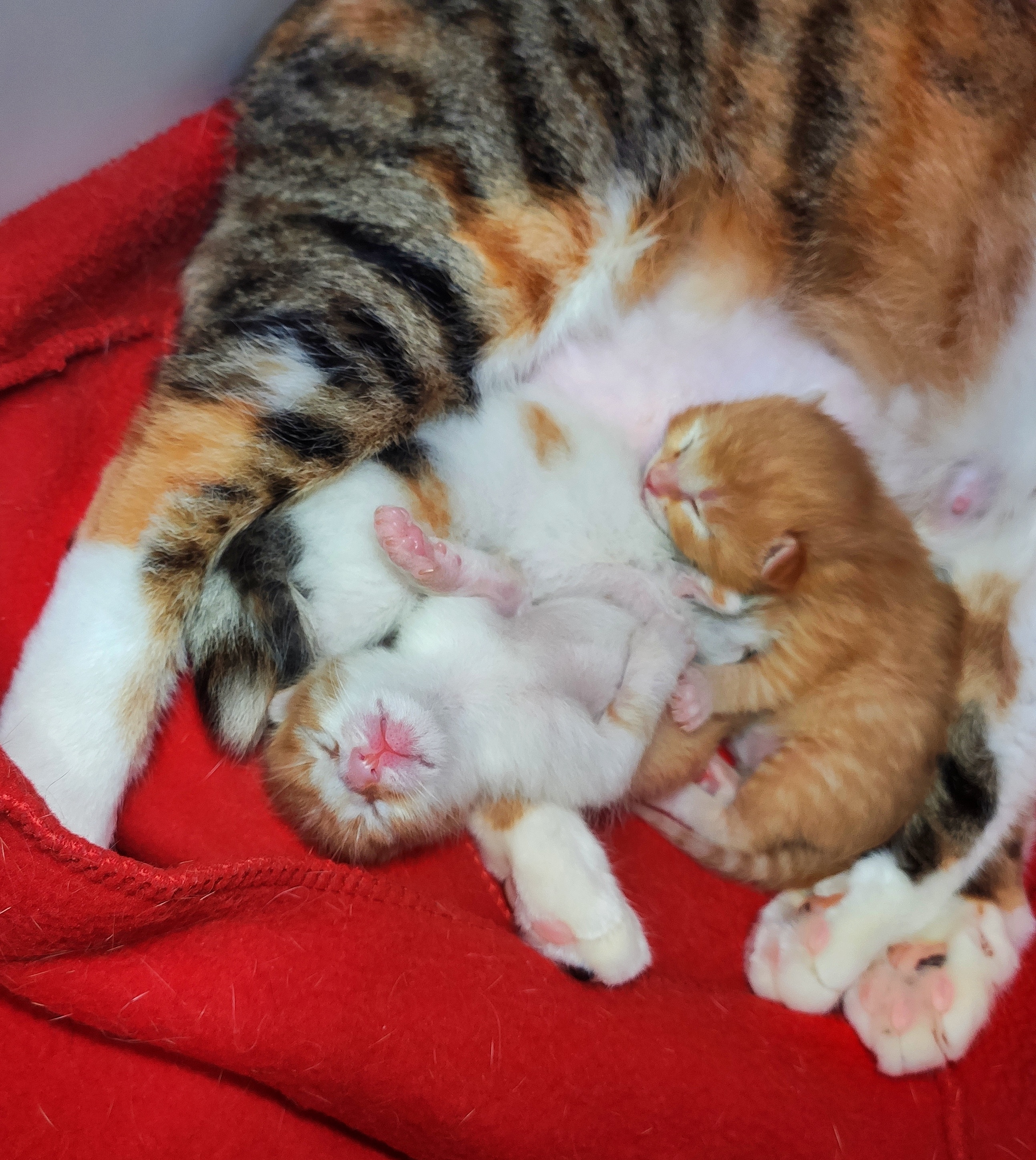 珠圆玉润开个帖子记录一下大肚子母猫