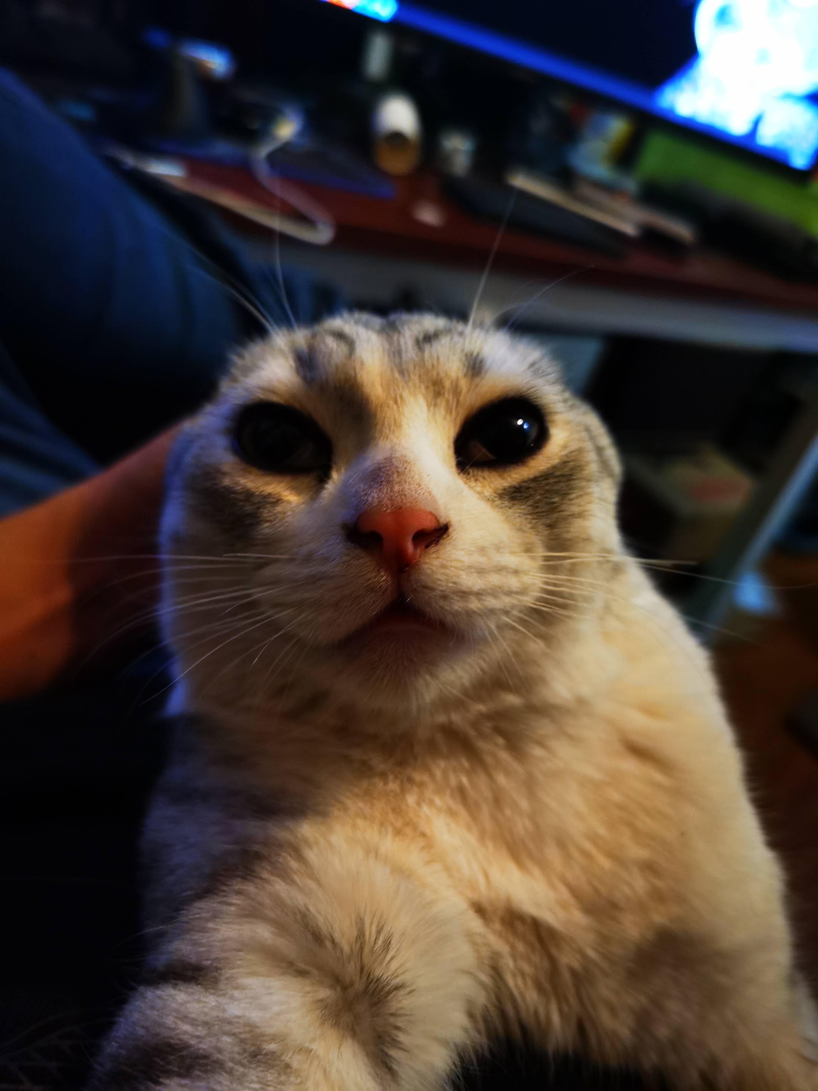 养了一只秃头猫