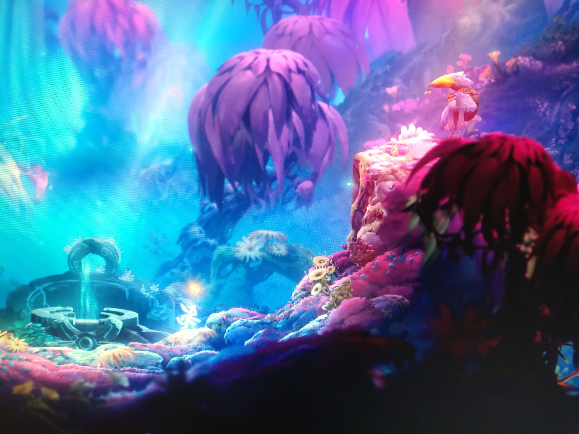 奥日2 求助 接了手手相传任务后 家里找不到托克了