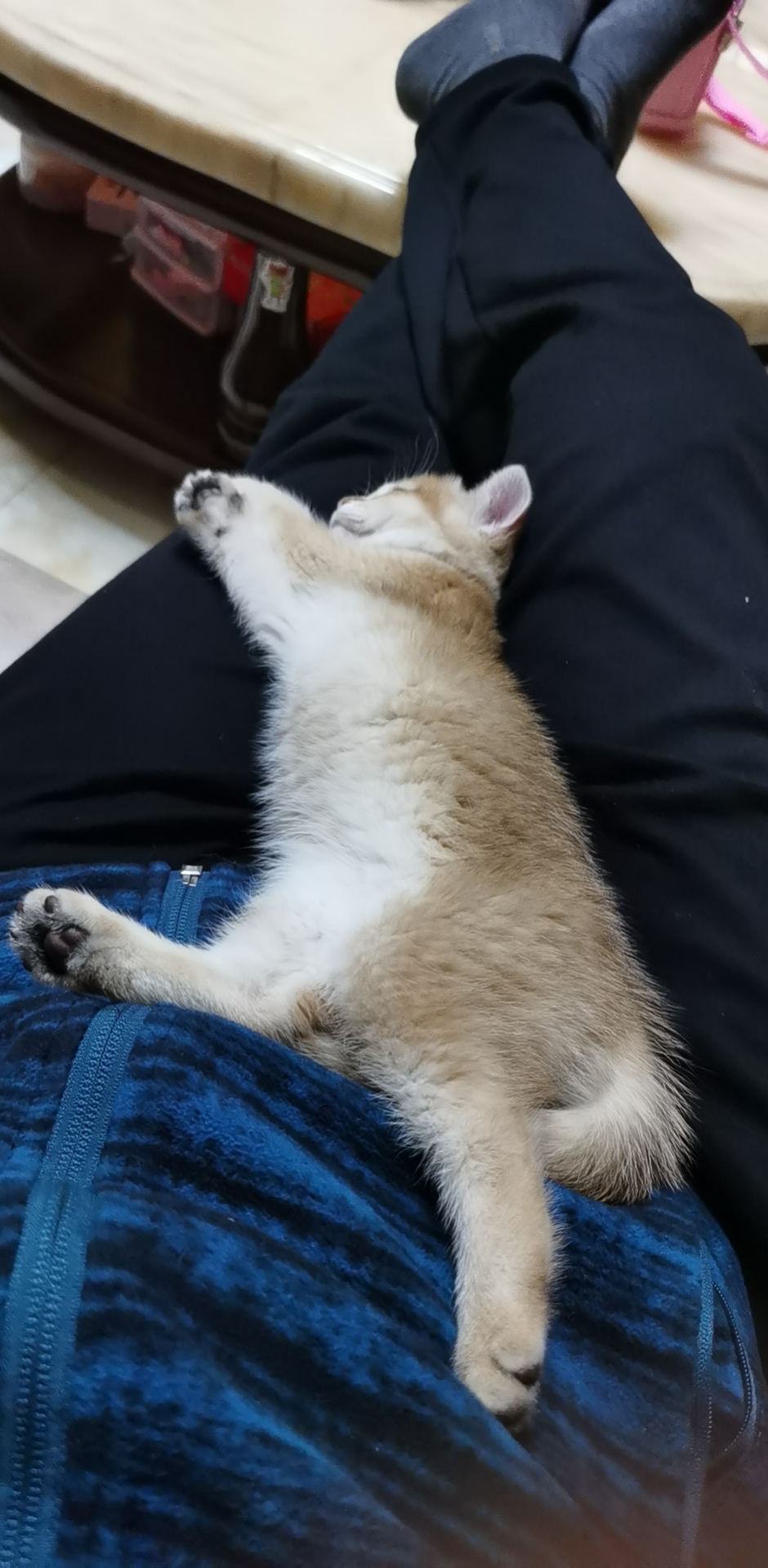 求助求助!猫这个姿势躺着是身体不舒服还是心情不好?