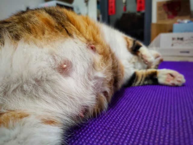 猫咪怀孕乳头图片
