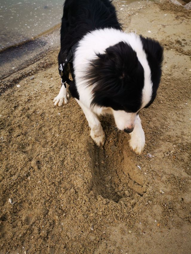 萨摩耶和边牧哪个比较好养?女朋友想养条狗二选一