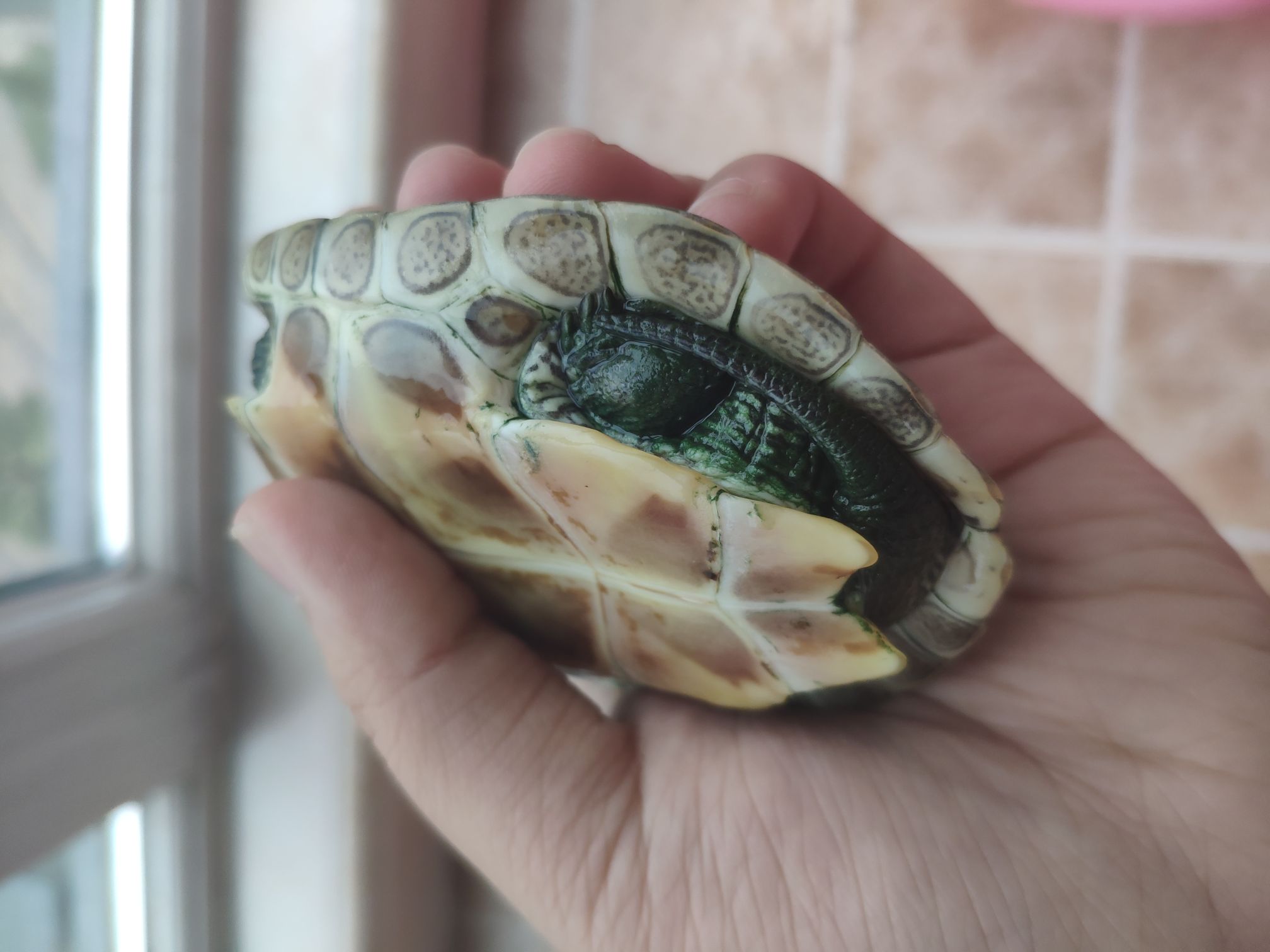 珍珠龟身上长绿色的,像苔藓一样的植物