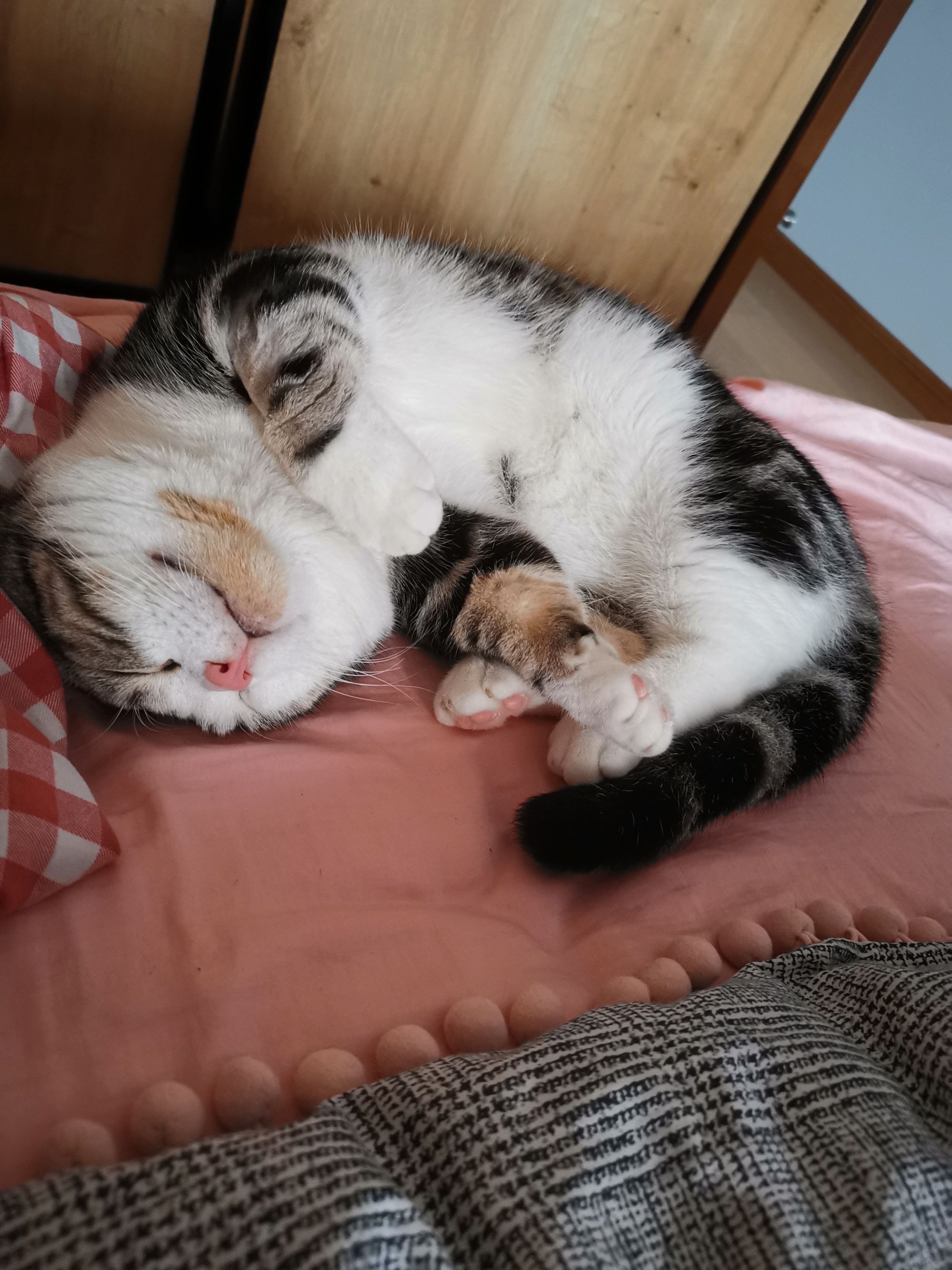 小猫咪的肉垫最好摸了,软软糯糯又热乎乎的