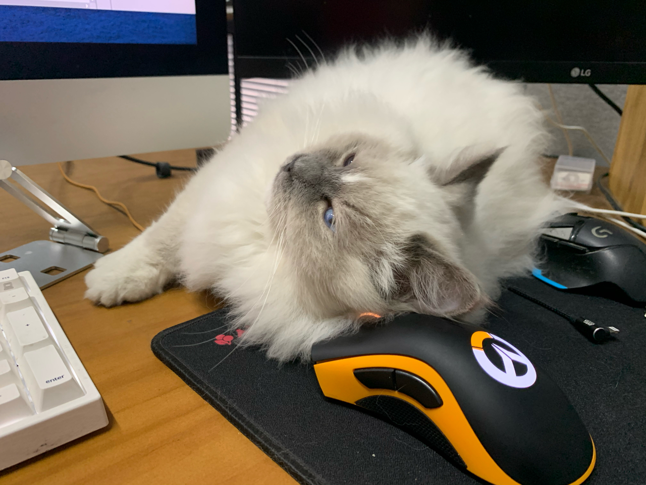 晒波办公室猫 nga玩家社区