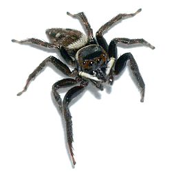 找了一下,这应该是雄性的花蛤沙蛛