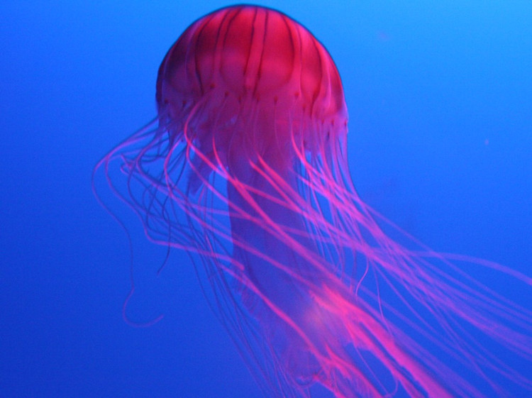 [闲聊杂谈] 关于本次塞壬boss的原型