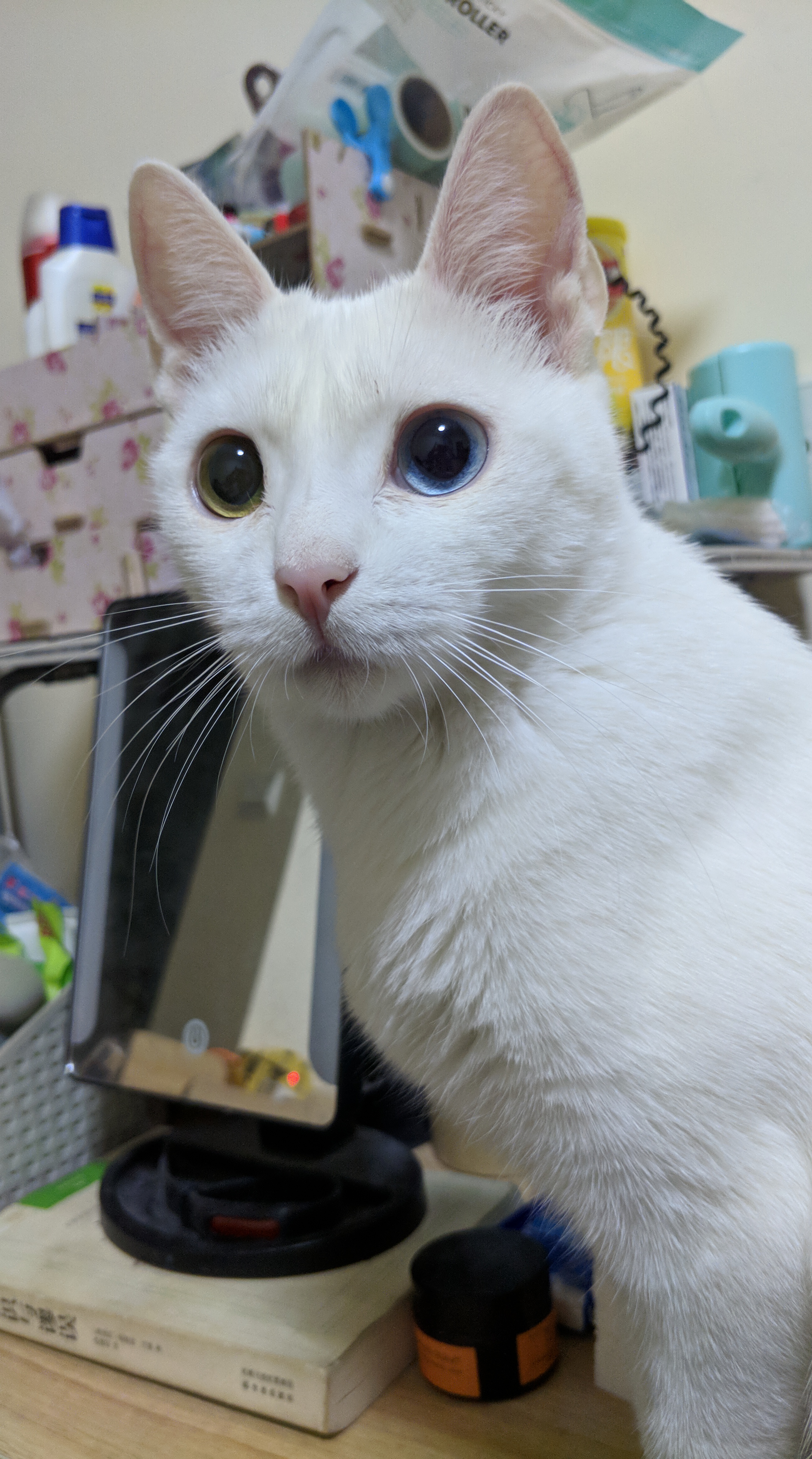 [萌萌宠物区 动物森友会专区联动活动]晒萌宠,小动物村民roll专属徽章