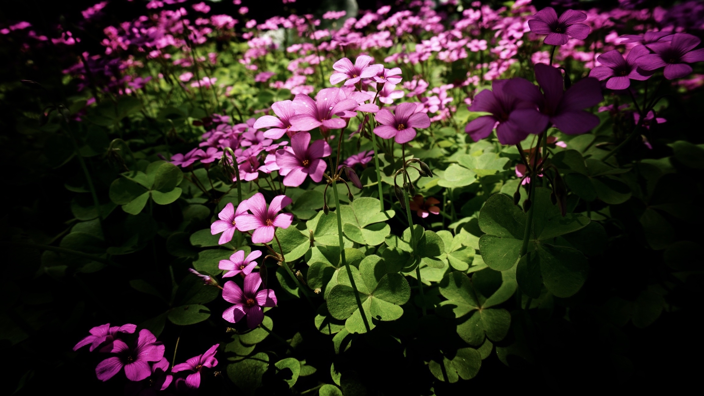 [踏青摄影] 春天到了,路边散步时拍的花儿