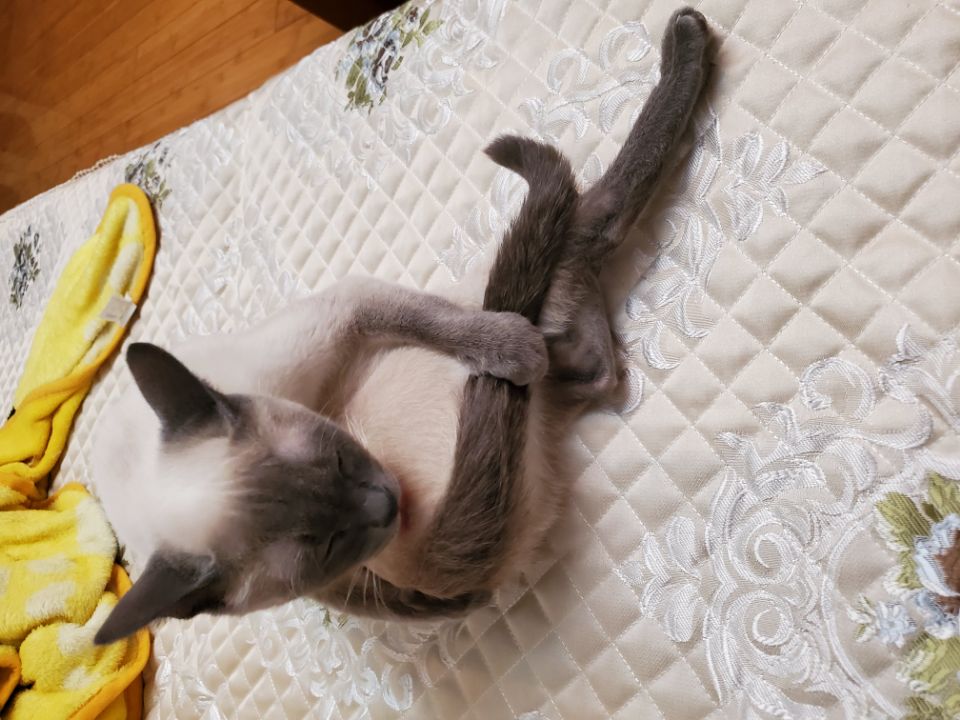 猫是软体动物