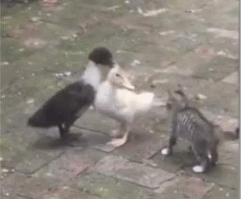 [愚人节氵]官方玩鹅梗,最为致命