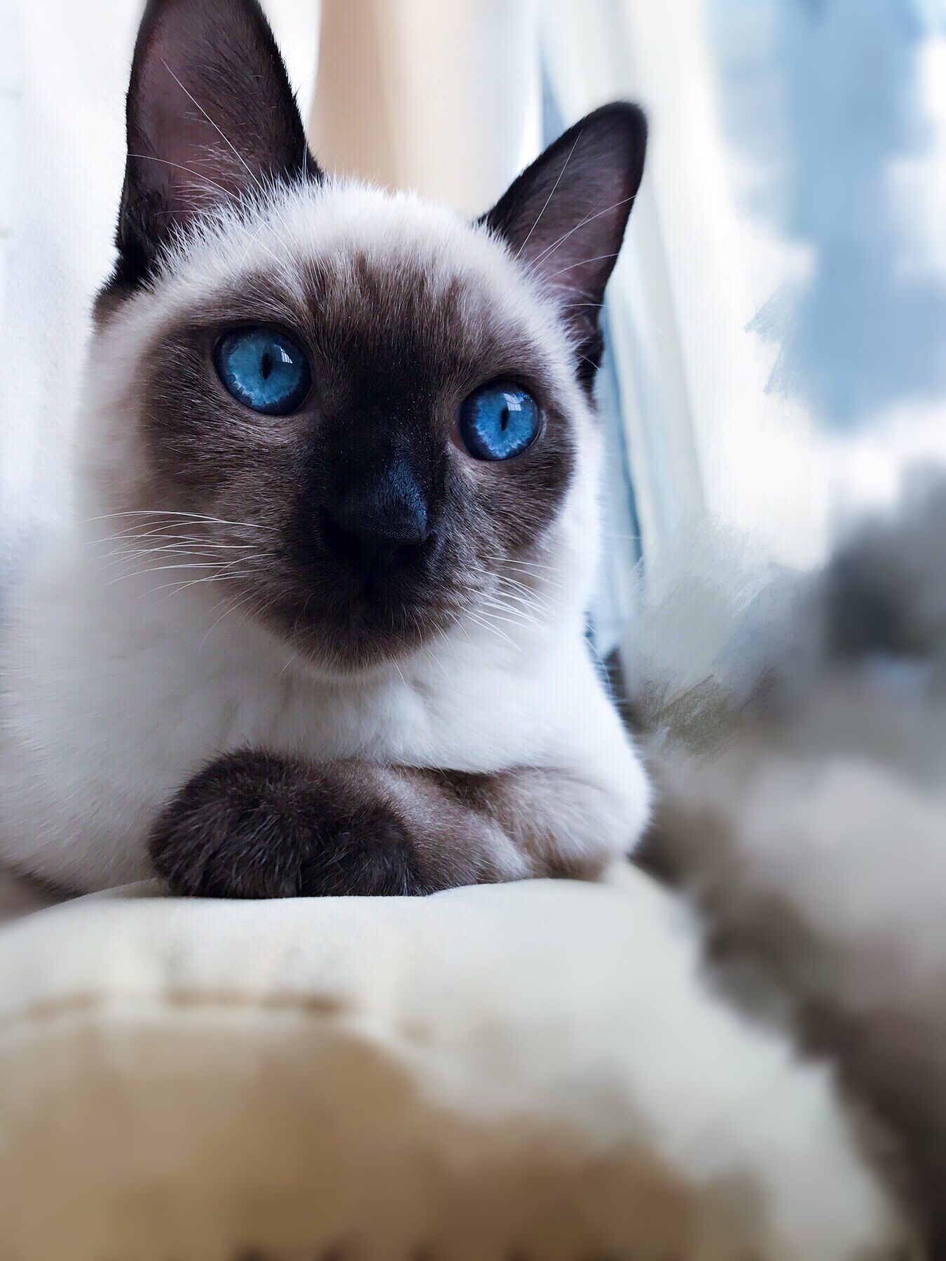 朋友送来的狸花猫,蓝眼睛哎