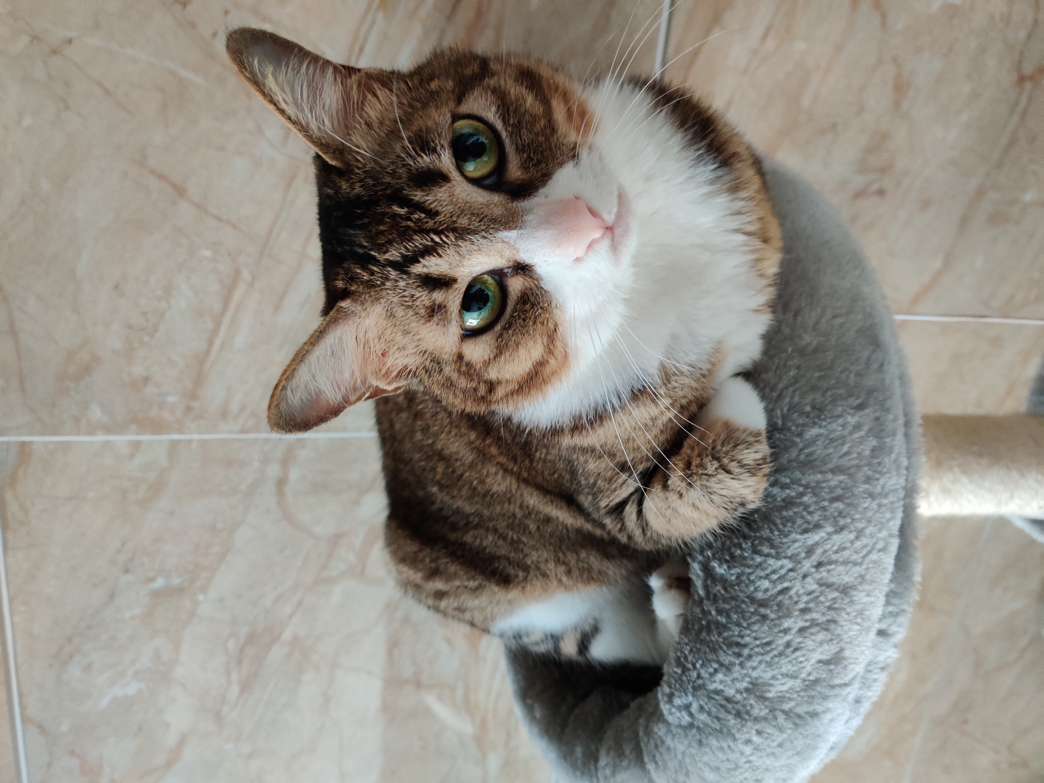 闲来无事晒晒猫猫 nga玩家社区