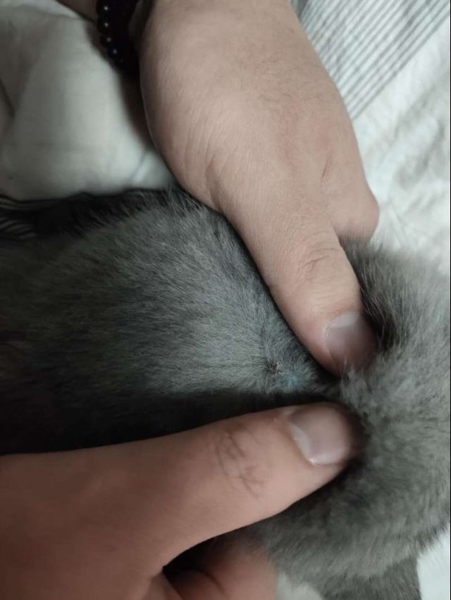 轻微猫藓咋治啊