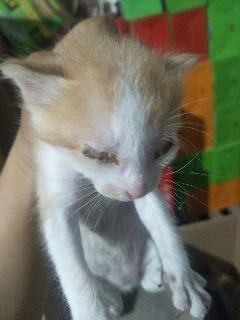 小猫眼睛被眼屎糊住了怎么办算急