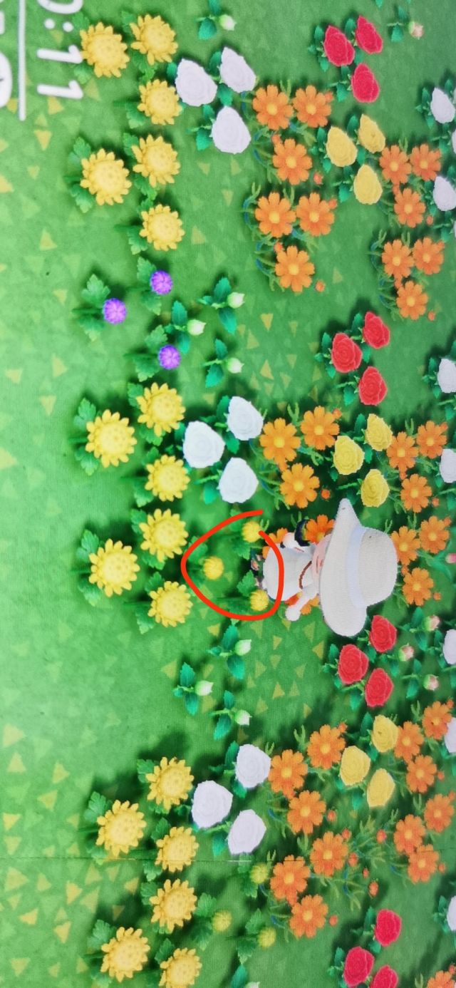 提问请问怎么确定黄a菊花杂交出来的黄菊花基因呢