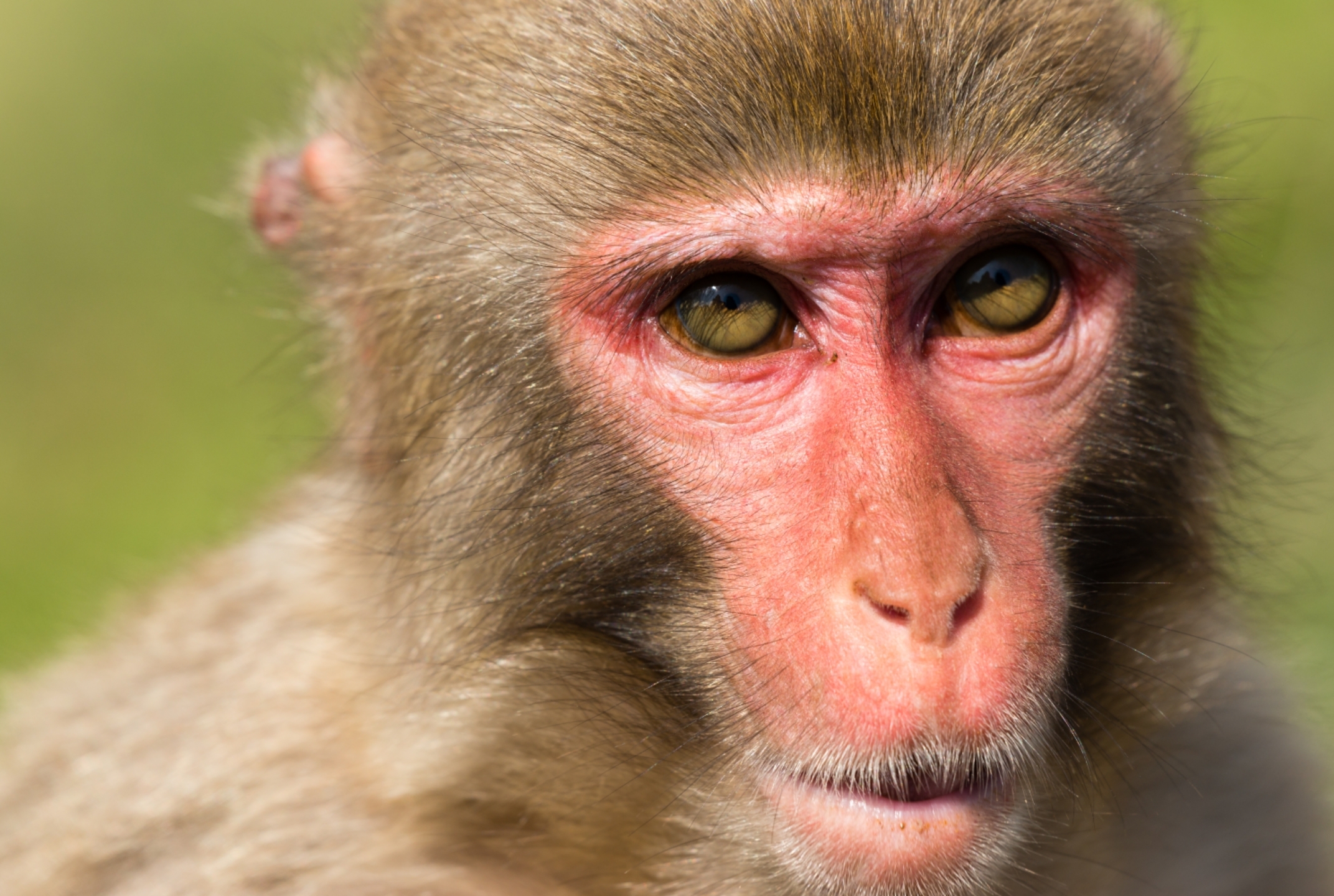 拍小动物是真的开心啊