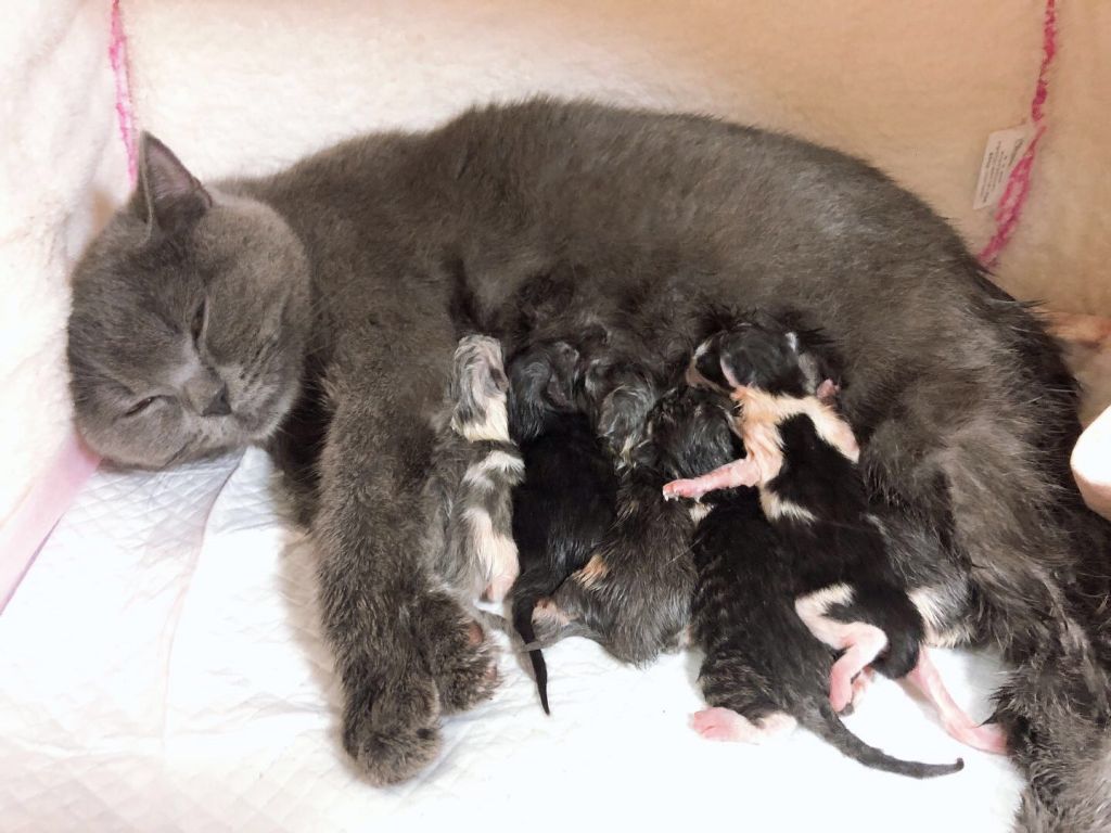 母猫第一次怀孕一窝生了7只现在的事