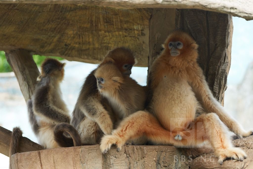 动物园大yin棍又来了高清无码m字开脚