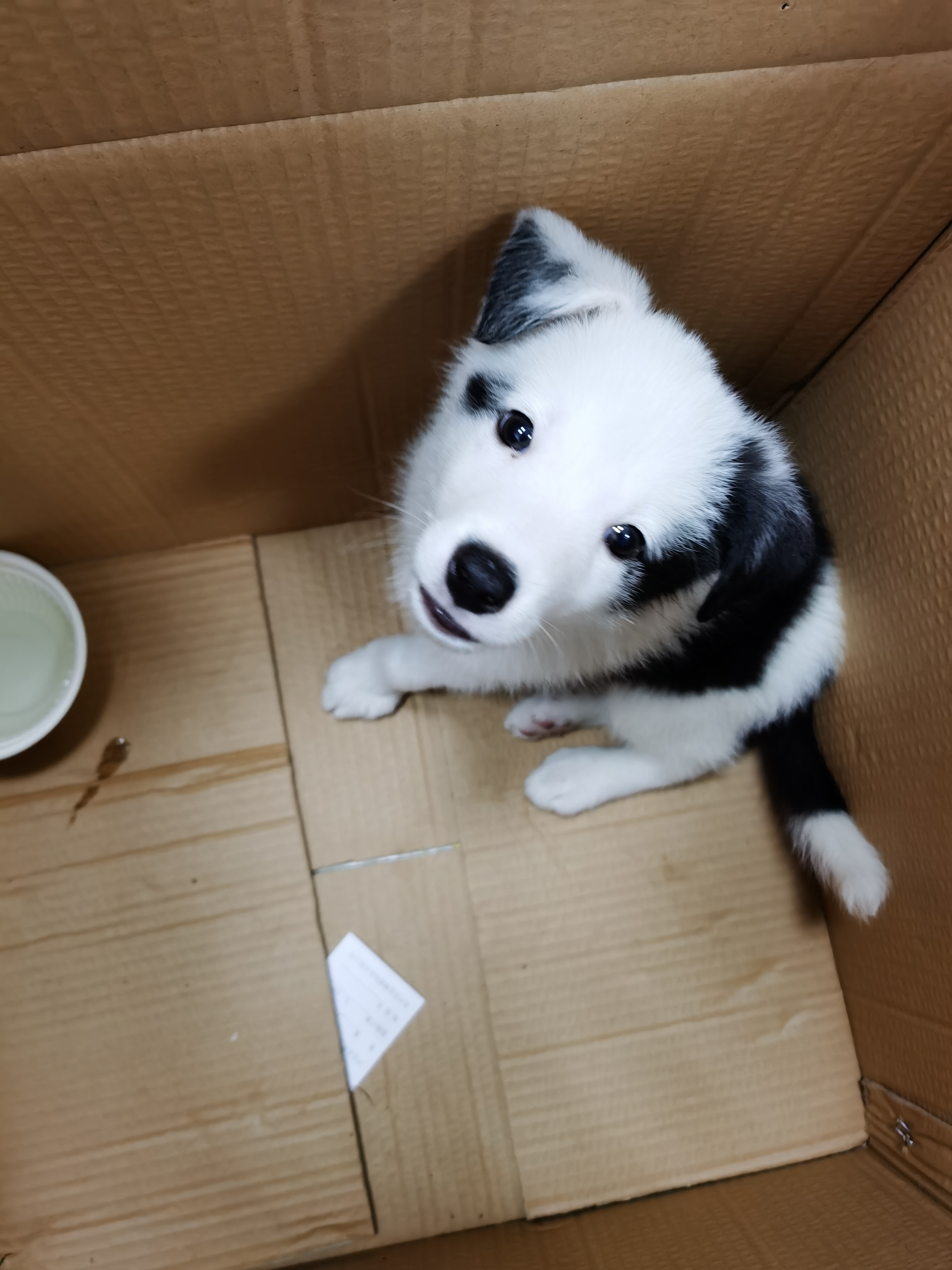 无锡有要领养边牧的吗小奶狗一只