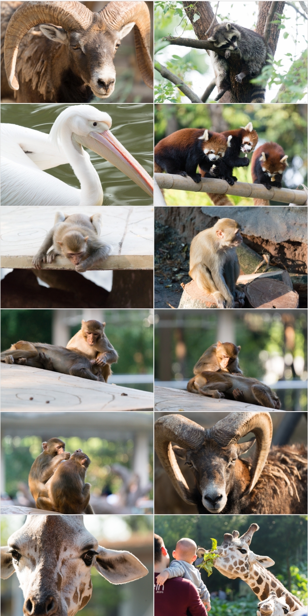 动物园大yin棍又来了,高清无码m字开脚