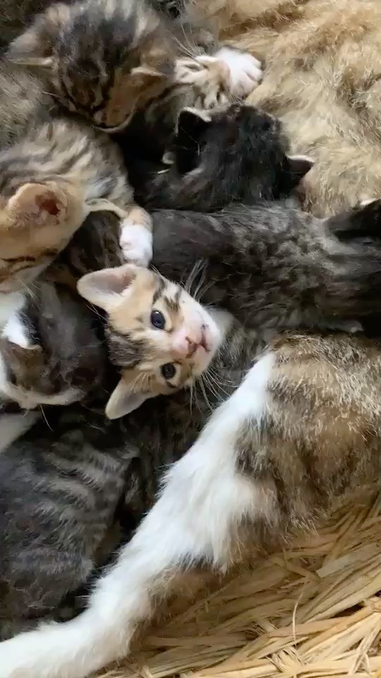 哎单位的流浪猫一窝崽不知道咋整了