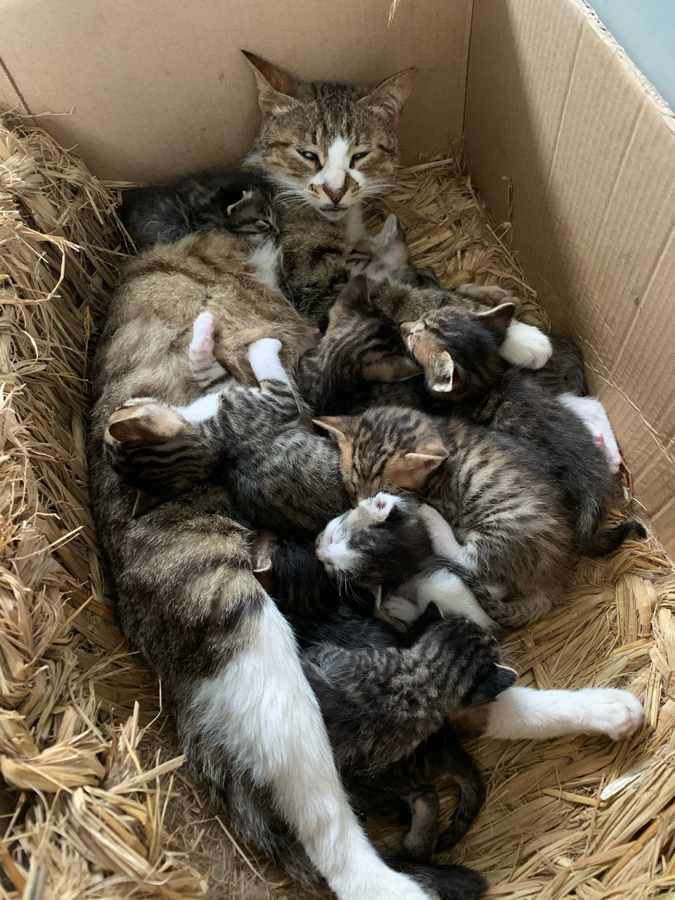 哎单位的流浪猫一窝崽不知道咋整了