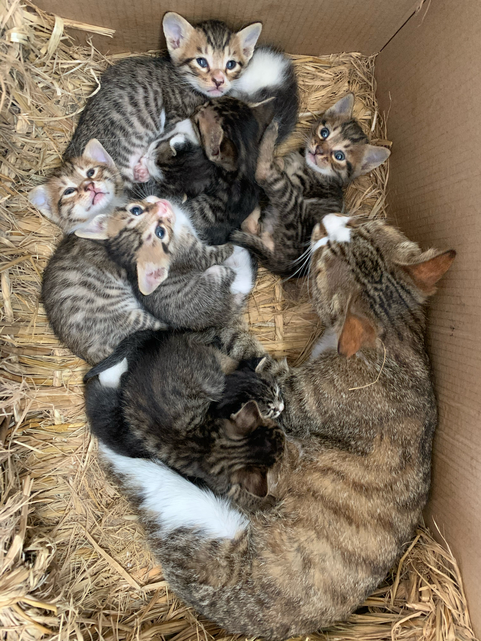 哎单位的流浪猫一窝崽不知道咋整了