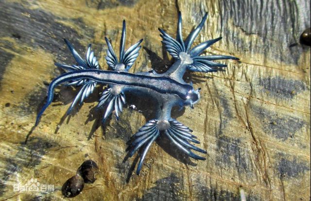 钓鱼氵冒险者我问你沙里贝涅和云海蝴蝶螺是真实存在的吗