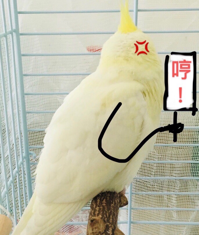 鸡尾鹦鹉表情包图片