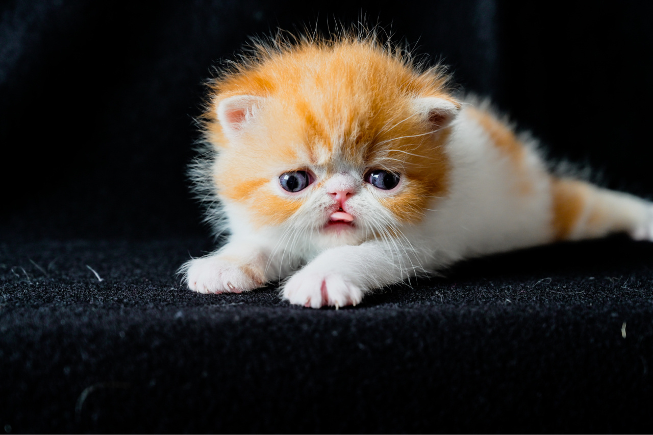 周六拍的一组加肥猫片