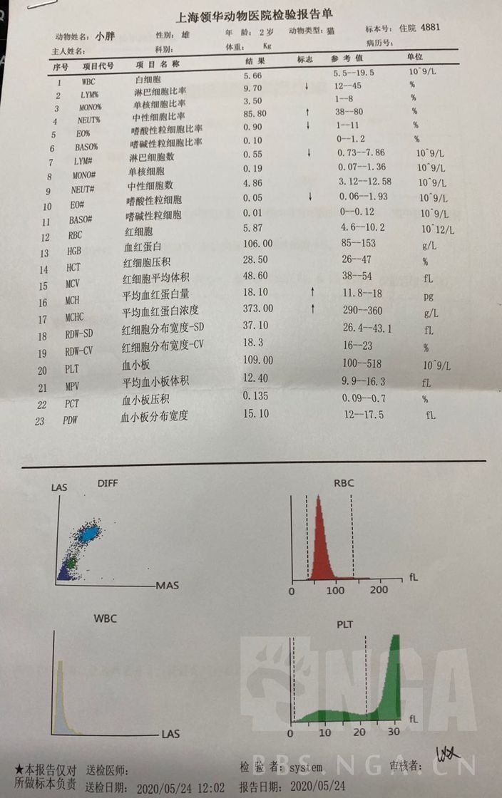 记录美短小胖突发肠胃炎及疑似免疫介质性血小板减少症的治疗记录
