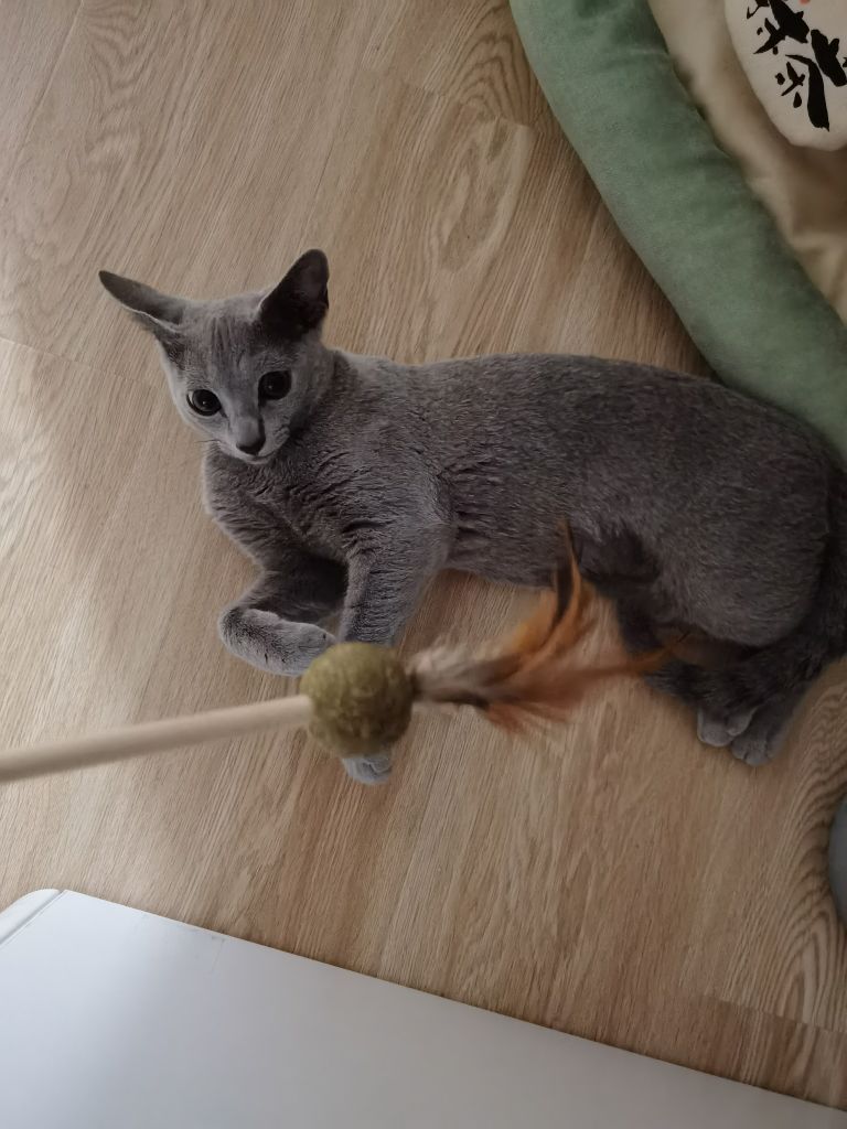 猫肉串是猫肉做的串jpg