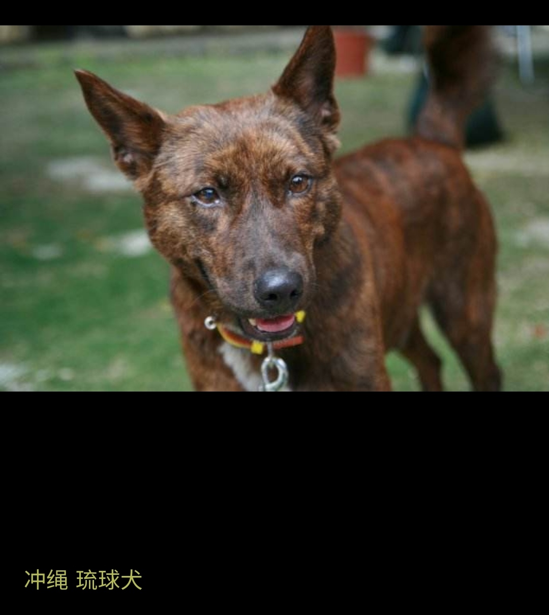 [无聊水]狗拳带的是拳套吗,还是本来手部就是这样的