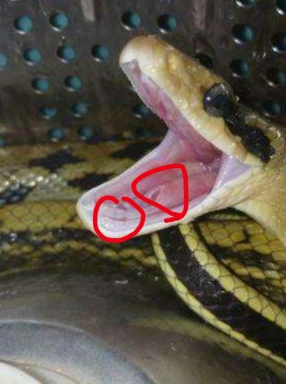 [反馈][蛇的口腔构造]蛇的信子不是从喉咙里面伸出来的!(官方已修改!