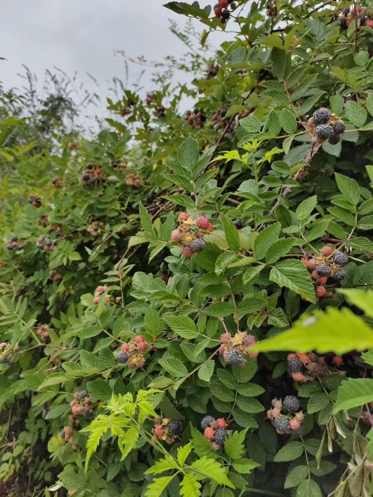 野生黑刺莓. 这个季节最好吃的野果子