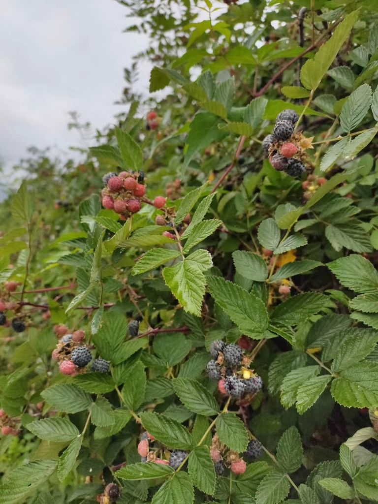 野生黑刺莓. 这个季节最好吃的野果子