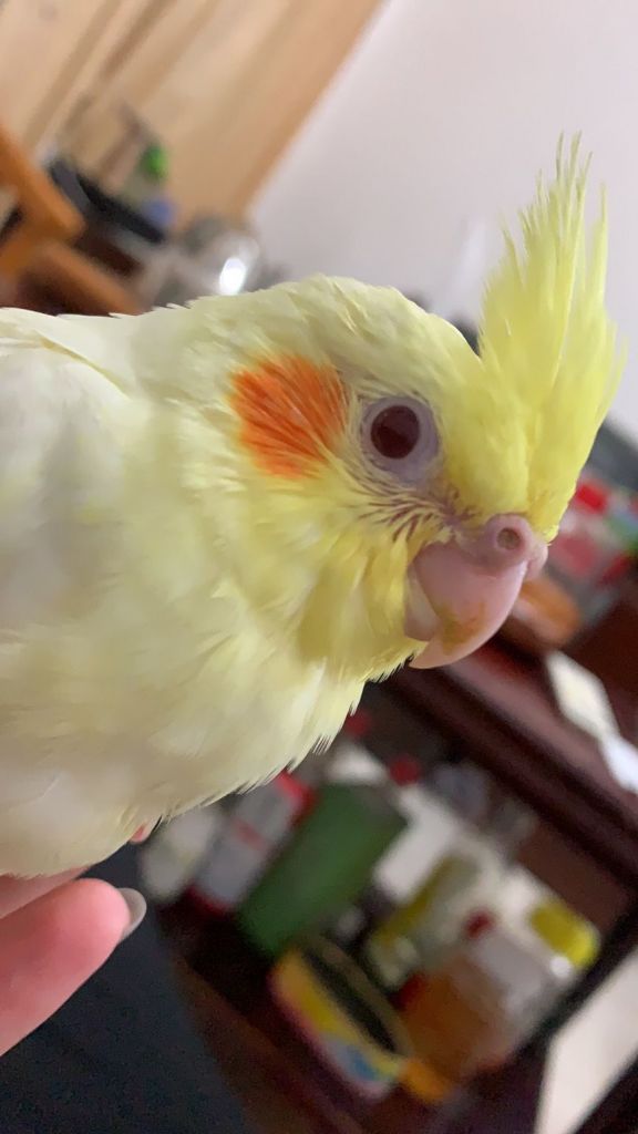 养的小玄凤不吃东西了怎么办呀qwq