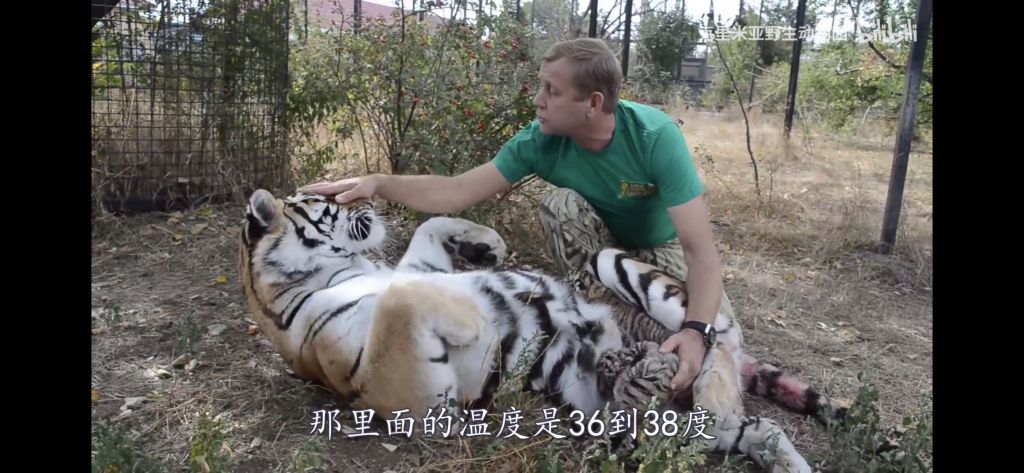 老虎总归还是猫科的一撸就躺下露肚皮了