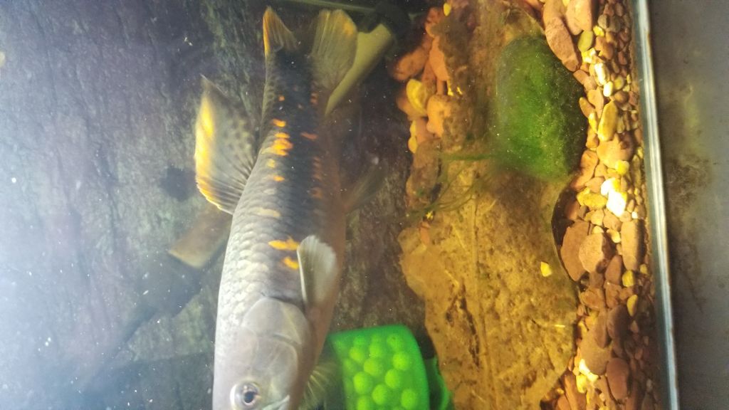 援一张自养的雷龙和牙鱼