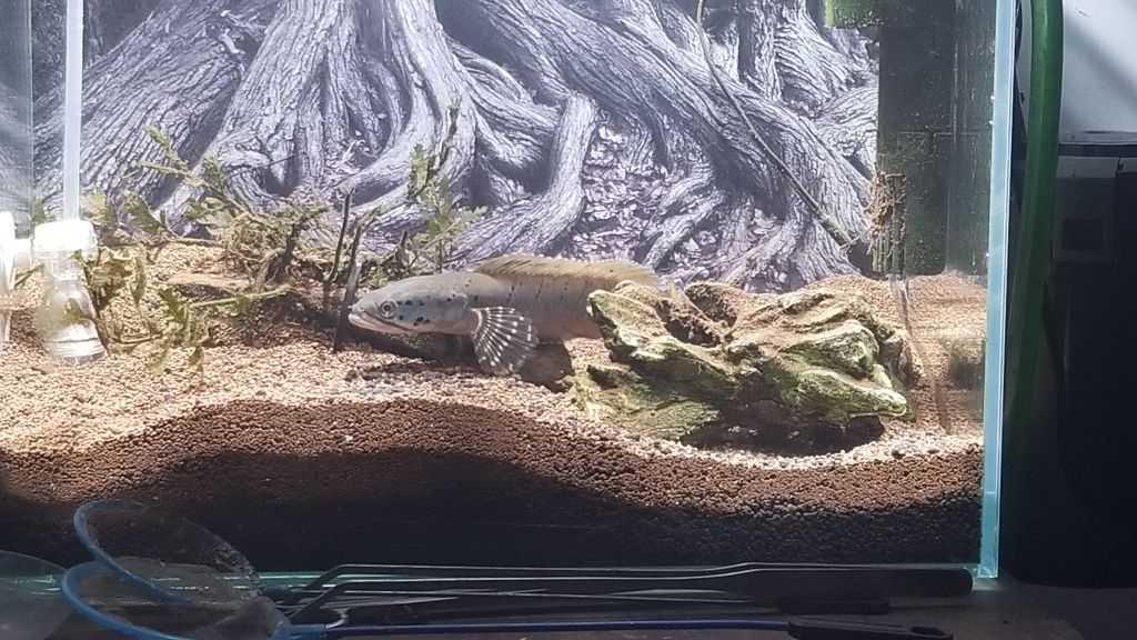 援一张自养的雷龙和牙鱼