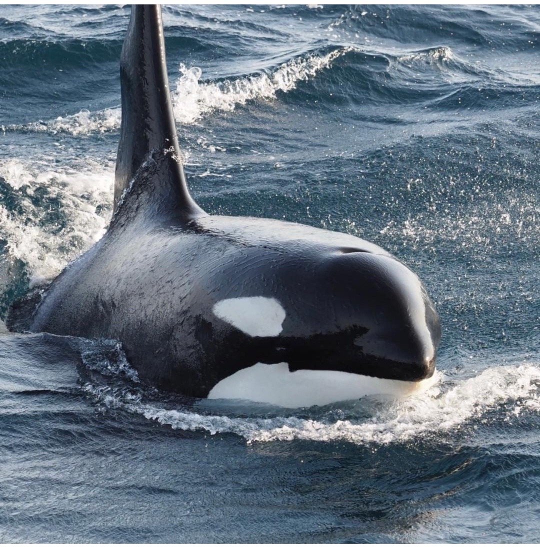 [舟无关氵]原来虎鲸的眼睛这么小